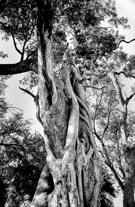 Arbres liés Botswana expo photos Le Peuple des Arbres Paris