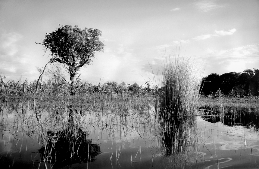 Reflets Arbres Botswana expo photos Le Peuple des Arbres Paris