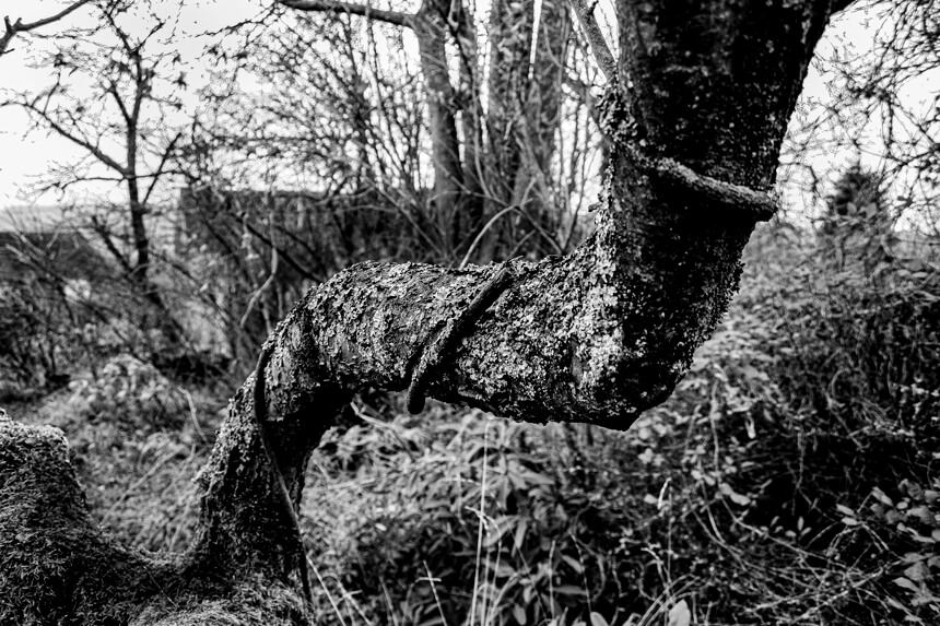 Arbre bras exposition photos Le Peuple des Arbres Paris