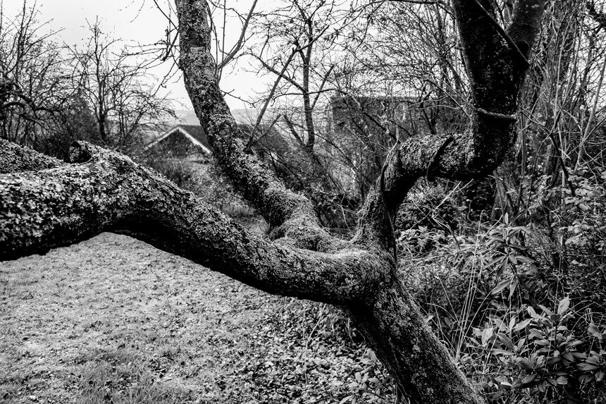 Arbre main exposition photos Le Peuple des Arbres Paris