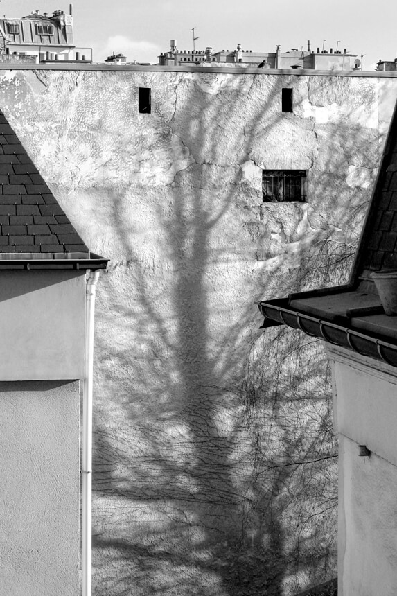 Arbre Ombre cour Le Marais exposition photos Le Peuple des Arbres Paris