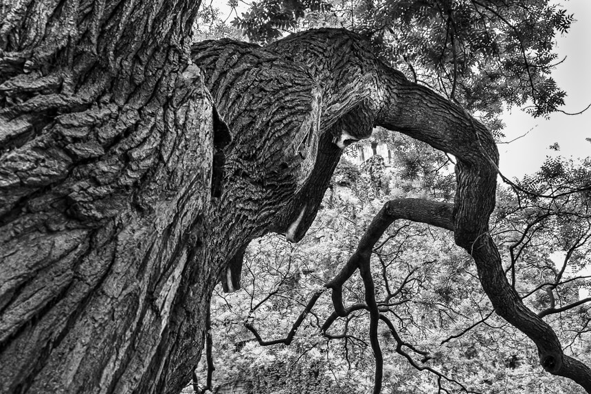 Le visage de l'arbre exposition photos Le Peuple des Arbres Paris