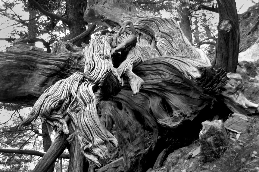 Arbre mort Crète exposition photos Le Peuple des Arbres Paris