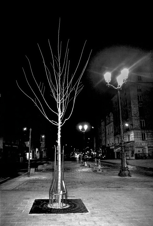 Arbre Le Marais la nuit exposition photos Le Peuple des Arbres Paris