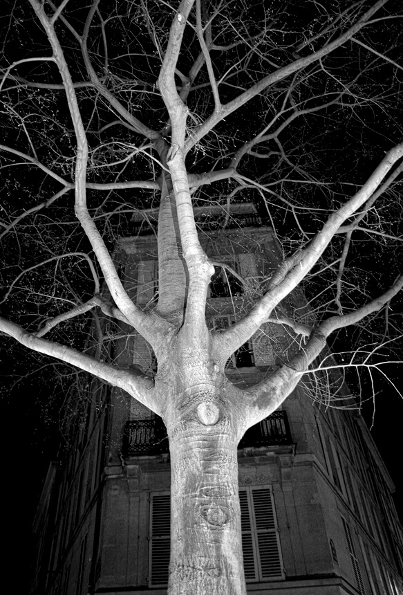 Arbre Le Marais la nuit exposition photos Le Peuple des Arbres Paris