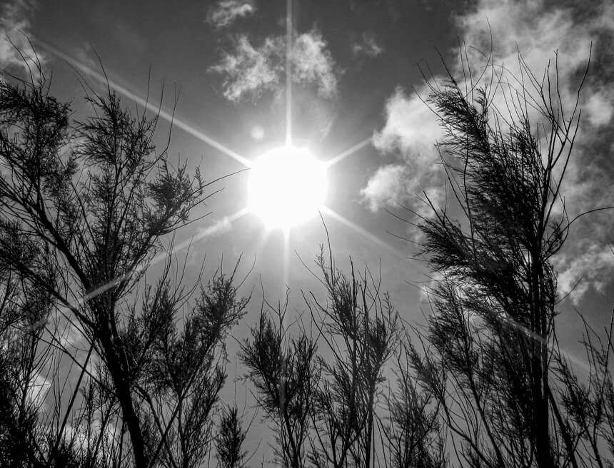 Les arbres et le soleil exposition photos Le Peuple des Arbres Paris