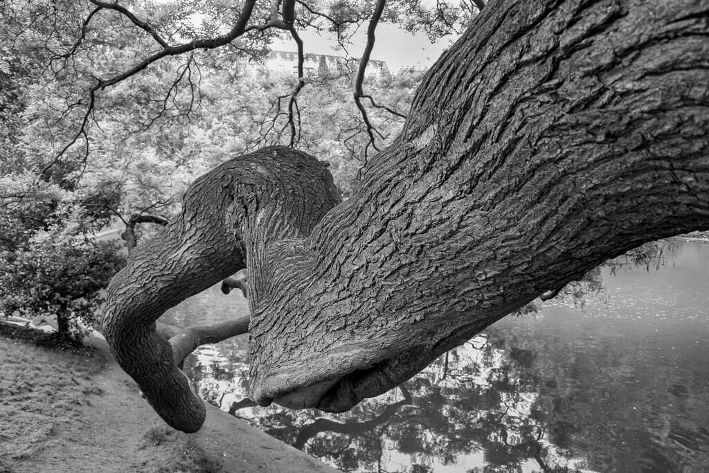 Exposition Photos Portrait Sophora plongeant des Buttes Chaumont Paris