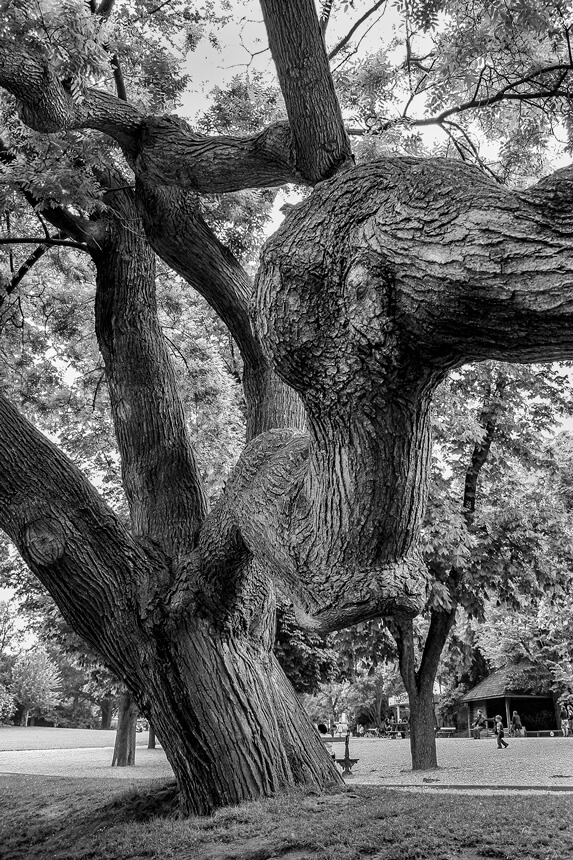 Exposition Photos Portrait Sophora plongeant des Buttes Chaumont Paris