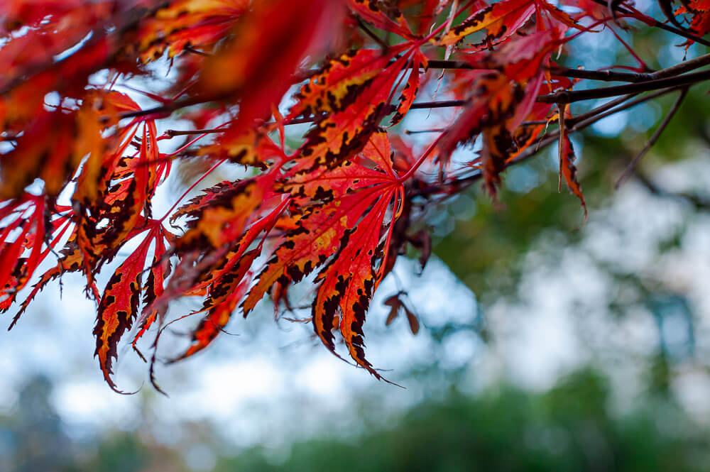 Automne au Parc de la Tête d'Or, Lyon