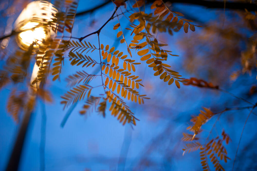 Automne au Parc de la Tête d'Or, Lyon