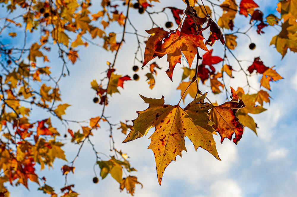 Automne au Parc de la Tête d'Or, Lyon