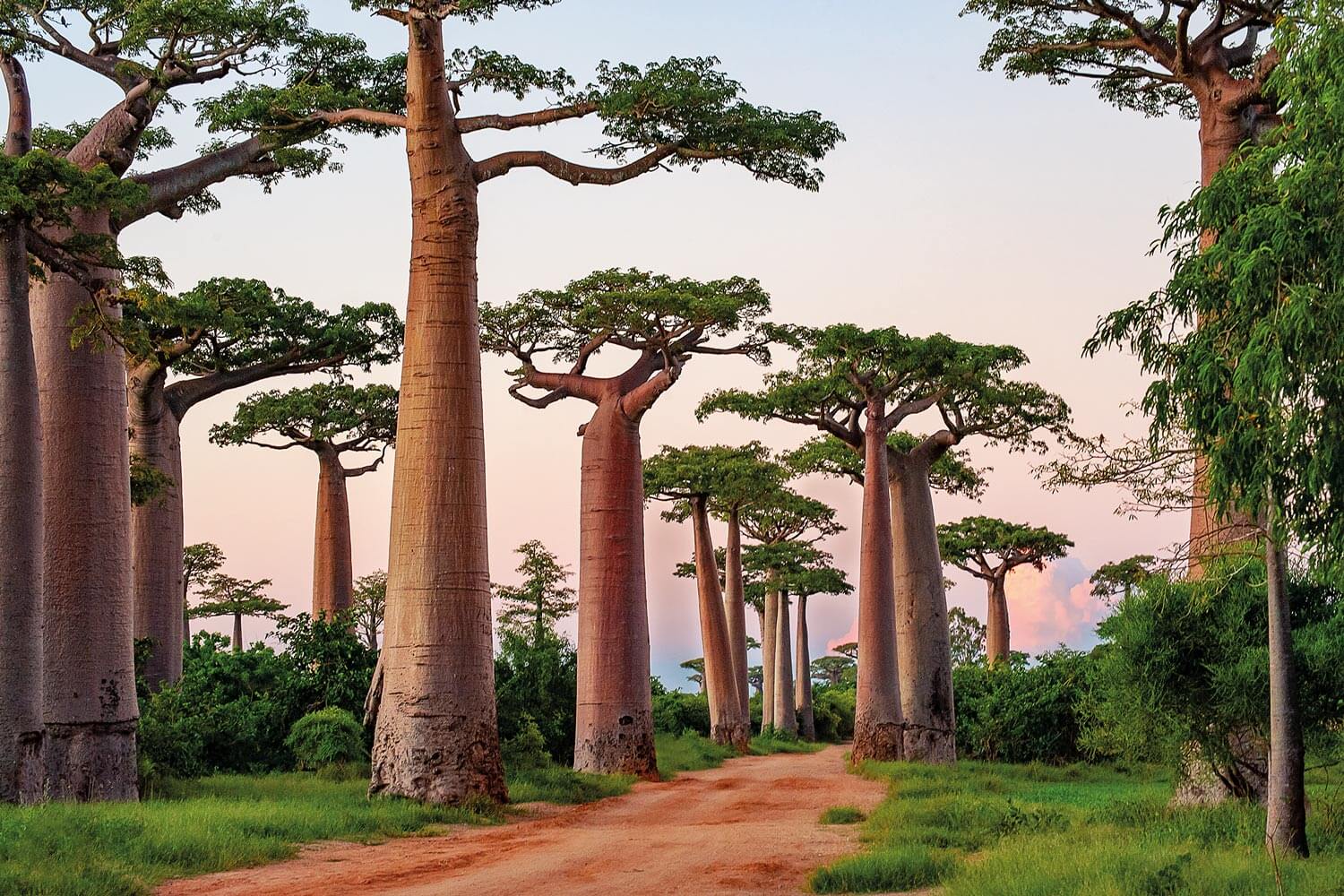 L'allée des baobabs, Morondava, Madagascar