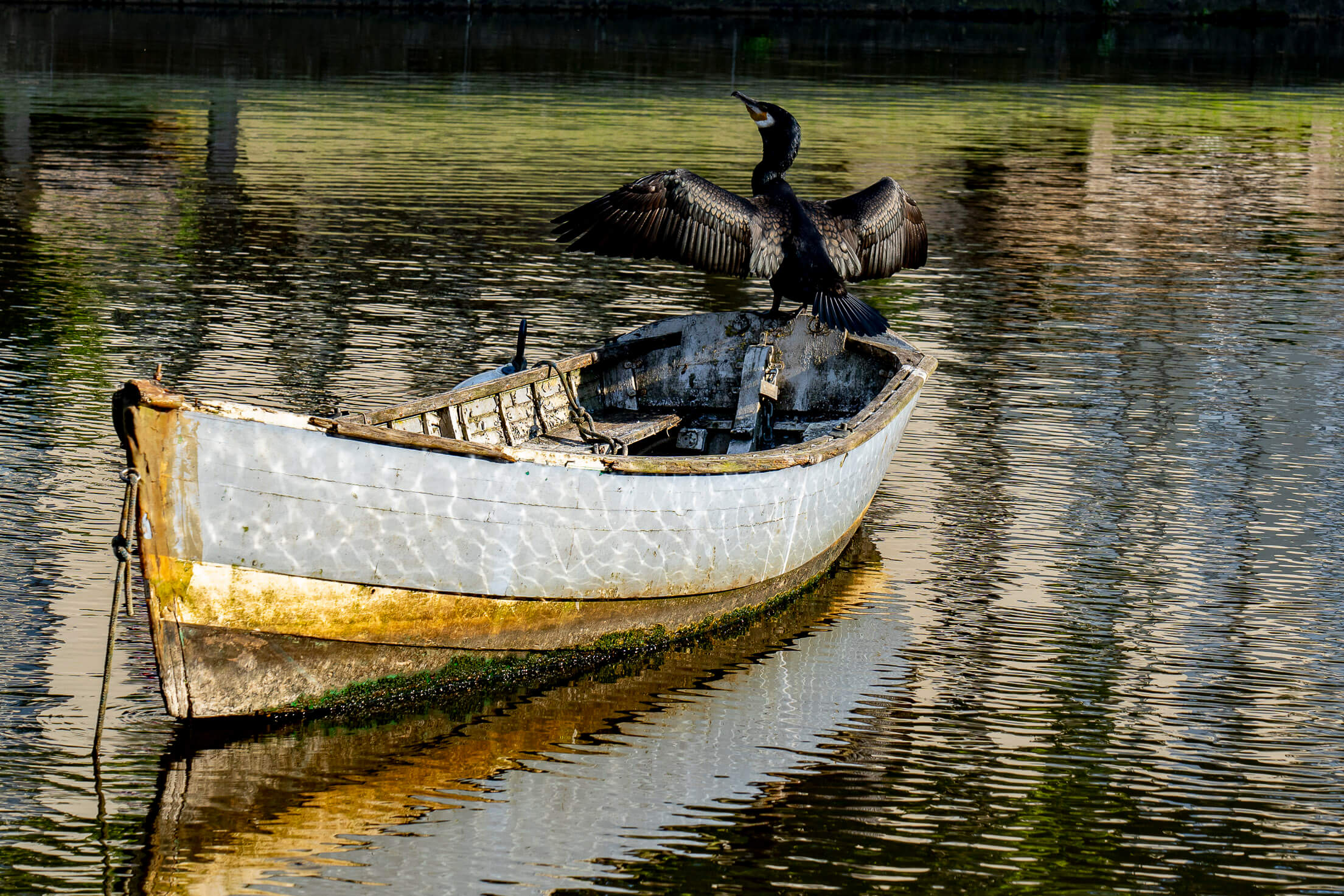 Cormoran, l'Erdre, Nantes