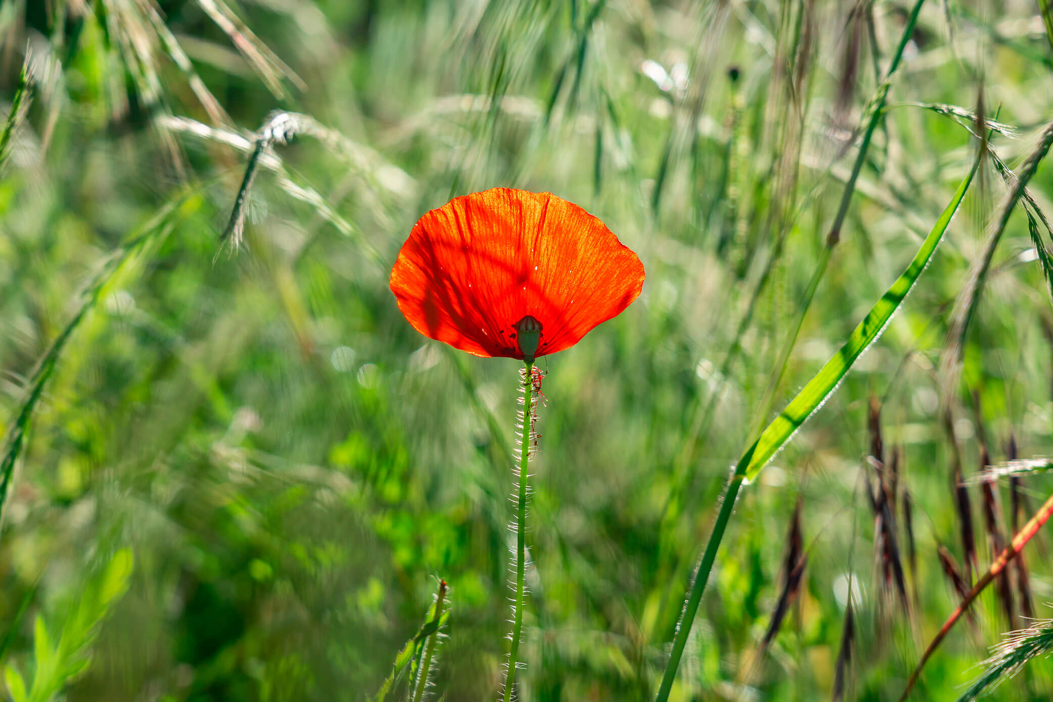 Coquelicot éclatant, Pays de la Loire