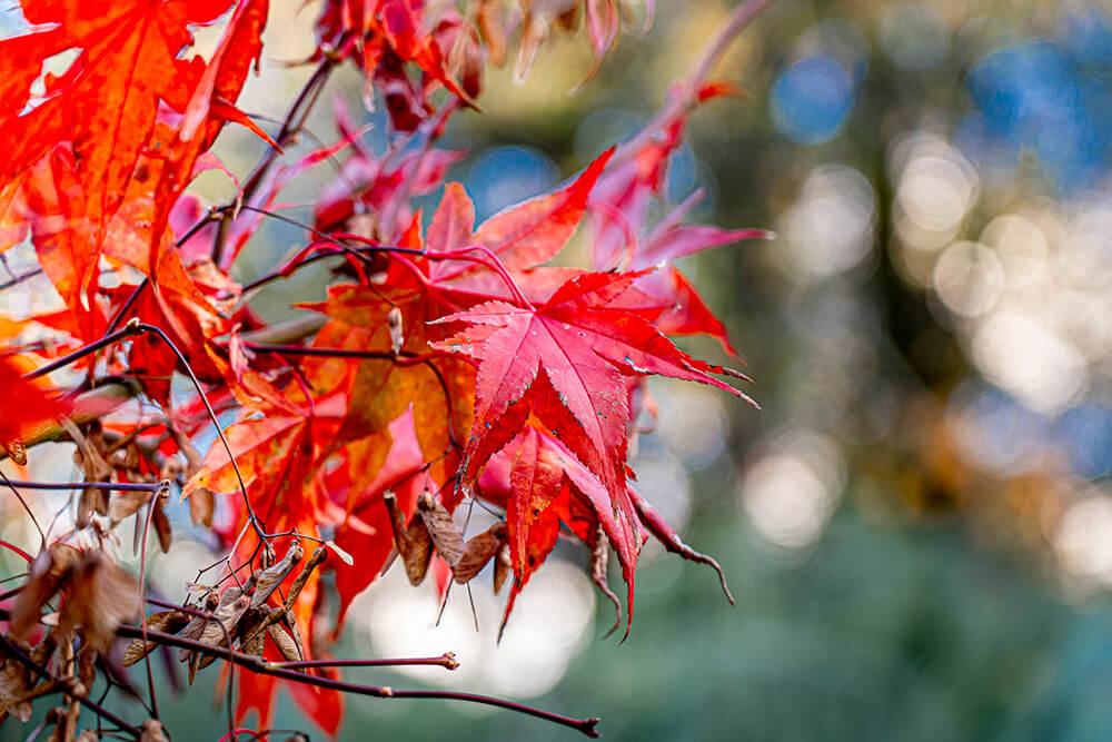 Automne, Jardin japonais, Île de Versailles, Nantes