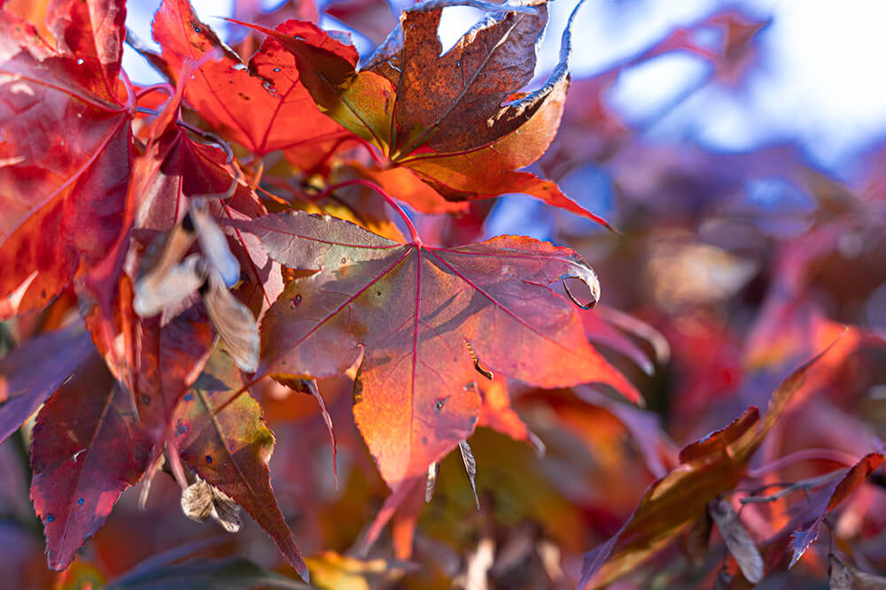 Automne, Jardin japonais, Île de Versailles, Nantes