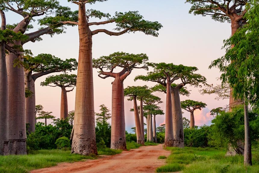 Photo paysage Allée des Baobabs Exposition Photos Madagascar Nantes
