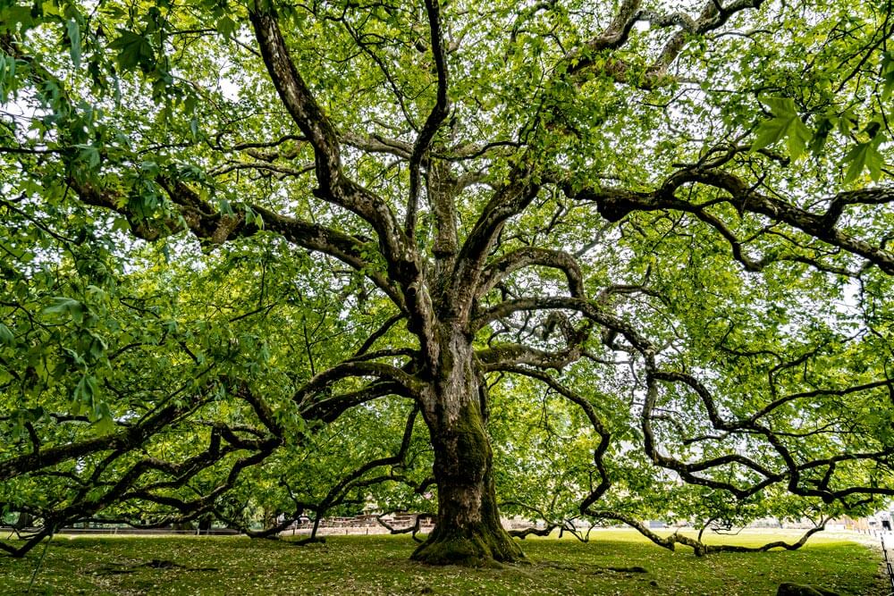 Le platane d'Orient de Branféré, Le Guerno, Bretagne