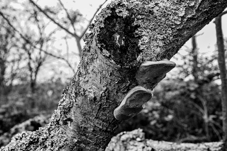 Arbre tête de champignon exposition photos Le Peuple des Arbres Paris