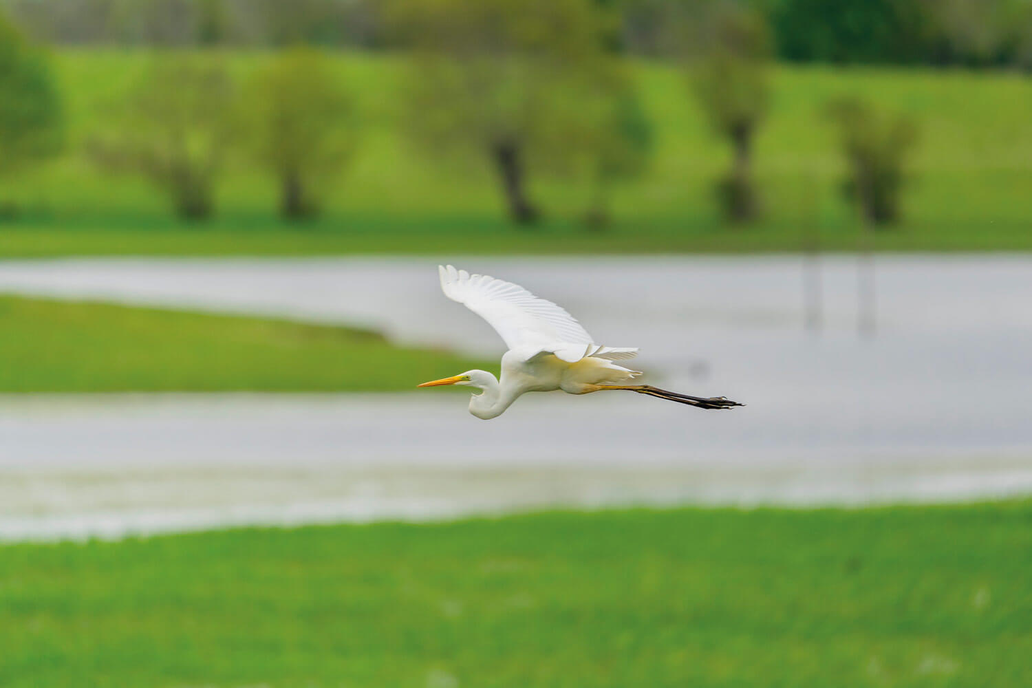 Aigrette garzette en vol, Marais de Grée