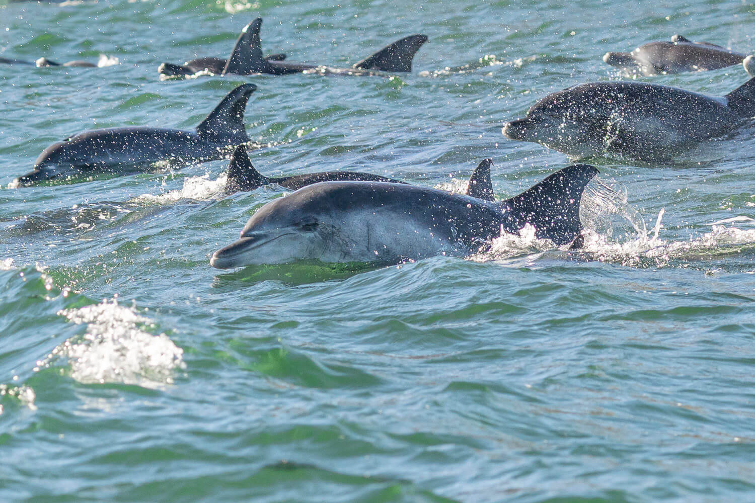 Dauphins, Eastern Cape, Afrique du Sud