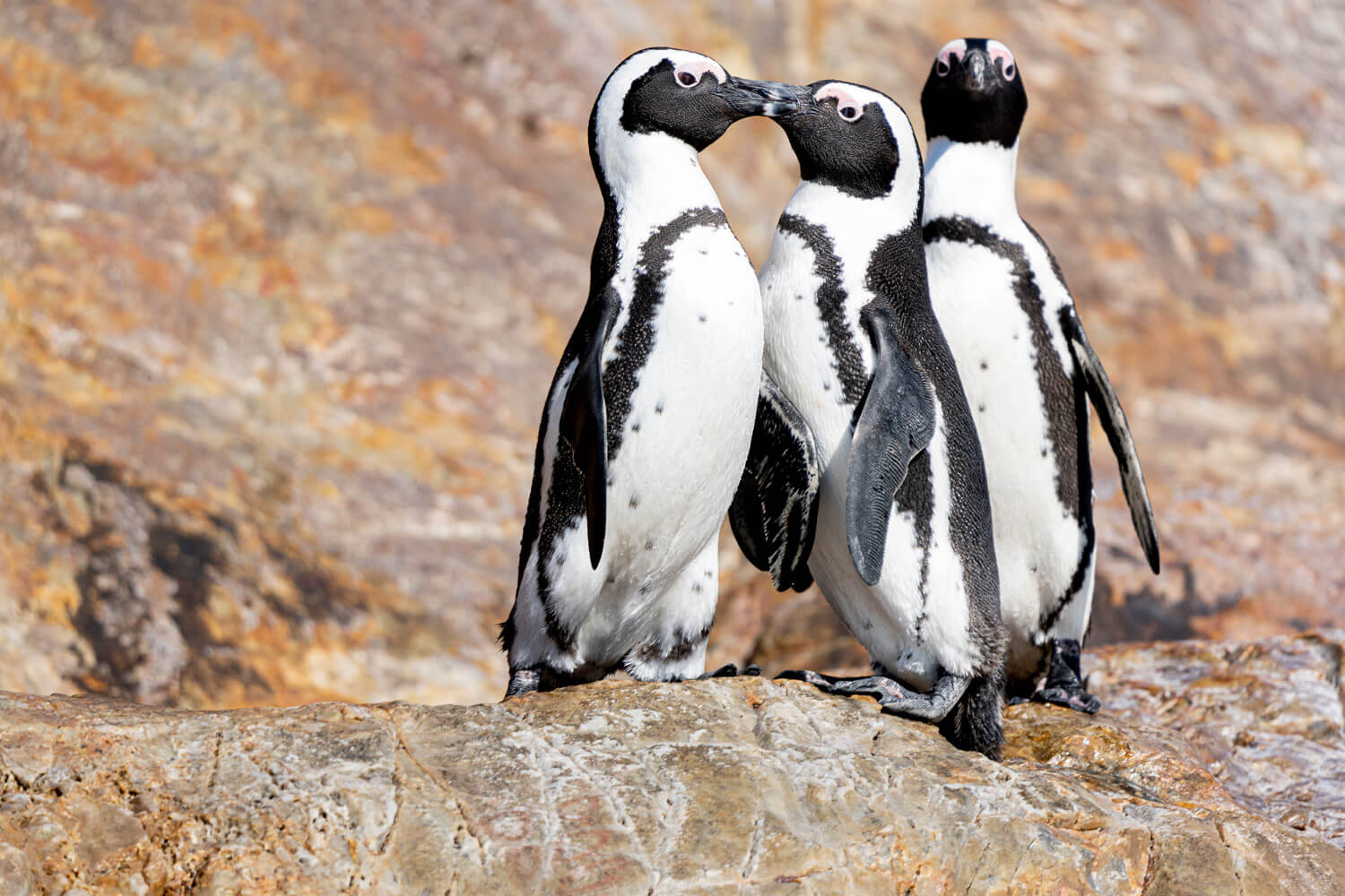 Manchots du Cap, Afrique du Sud