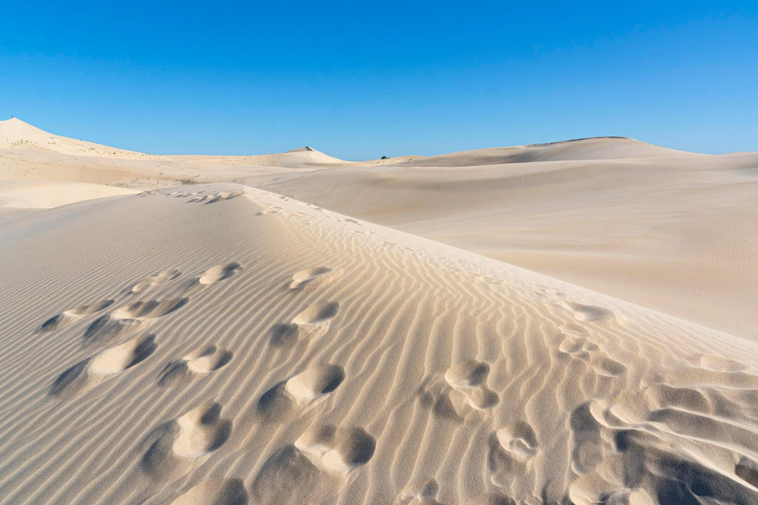 Alexandria Dune Field, Eastern Cape, Afrique du Sud