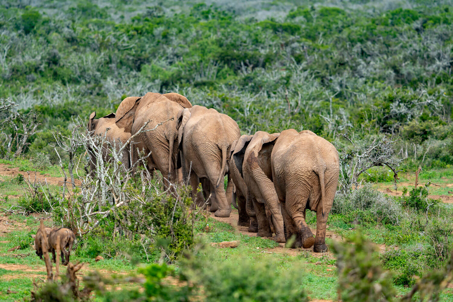Addo Elephant Park, Afrique du Sud