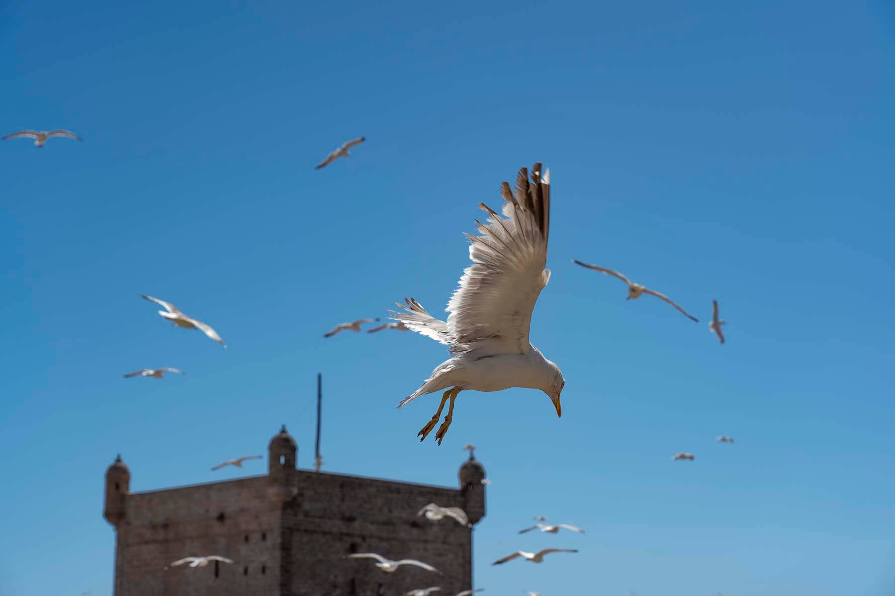 Port d'Essaouira, Maroc