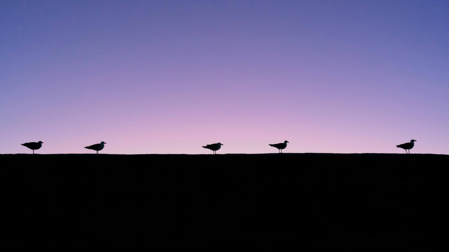 En fil indienne à l'heure violette, Forteresse d'Essaouira, Maroc