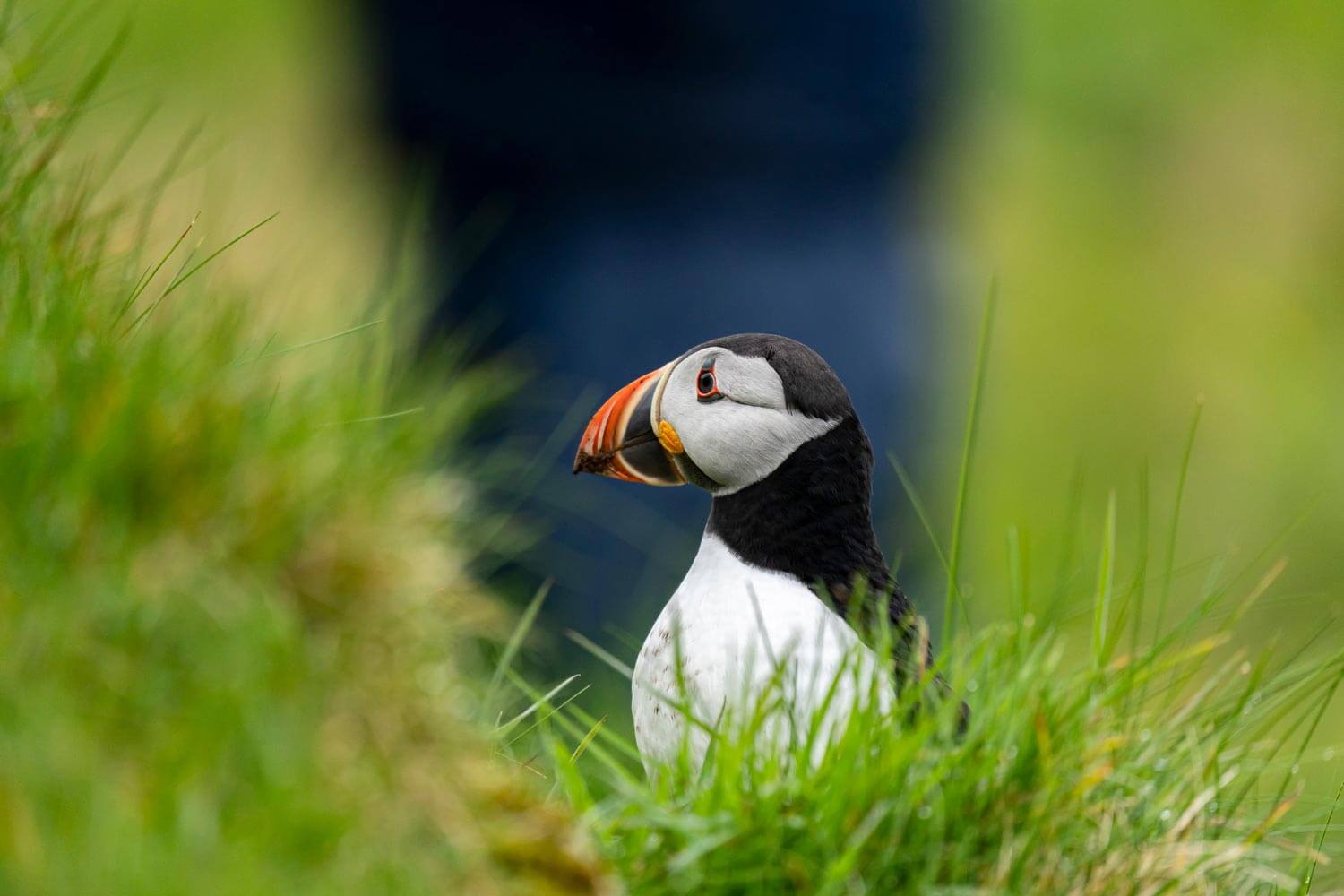 Macareux, île de Lunga, Écosse