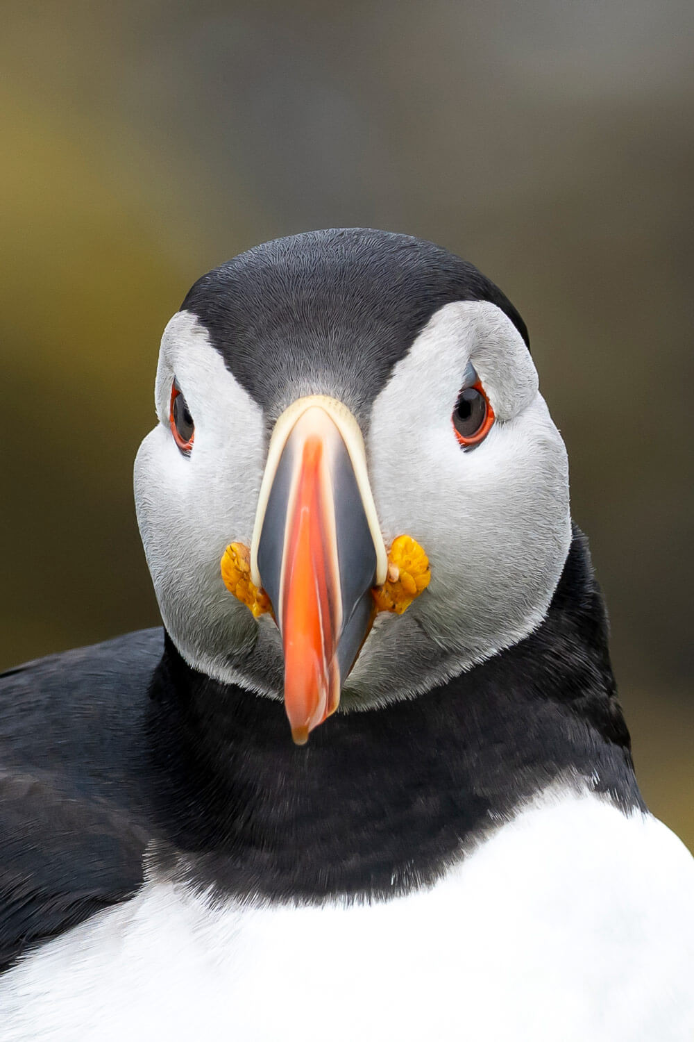 Macareux, île de Lunga, Écosse