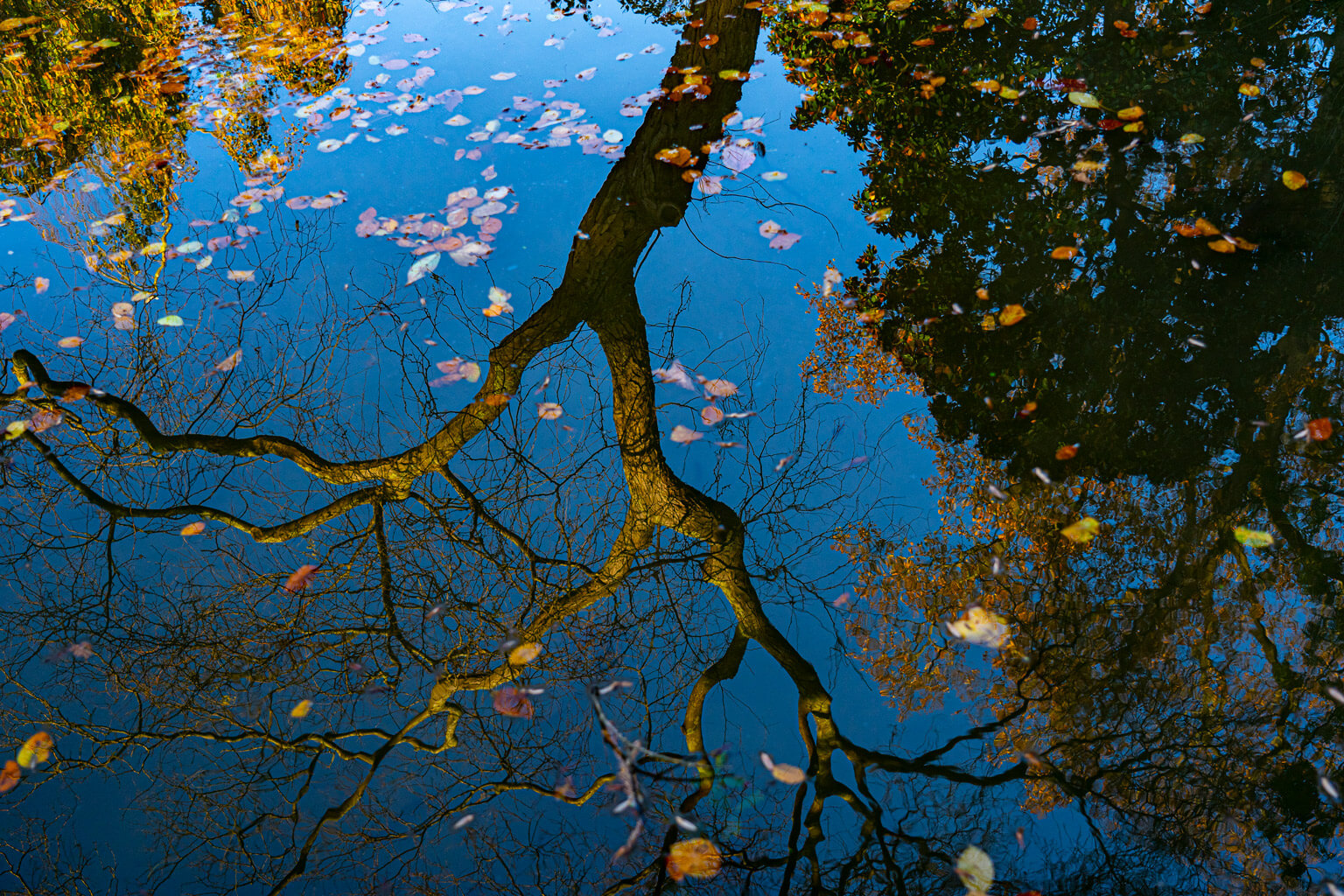 Reflets végétaux, Jardin des Plantes, Nantes