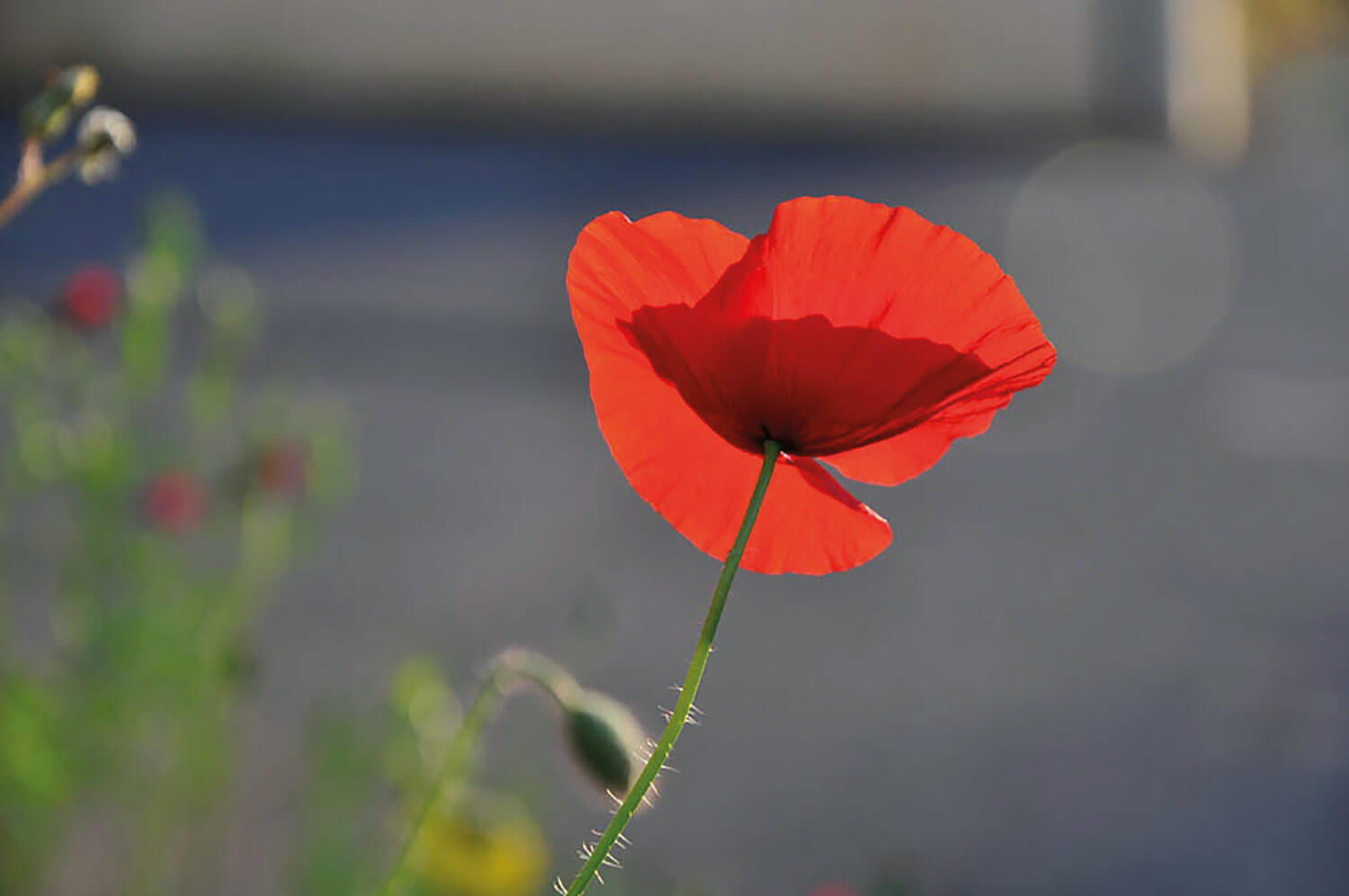 La douceur d'un coquelicot