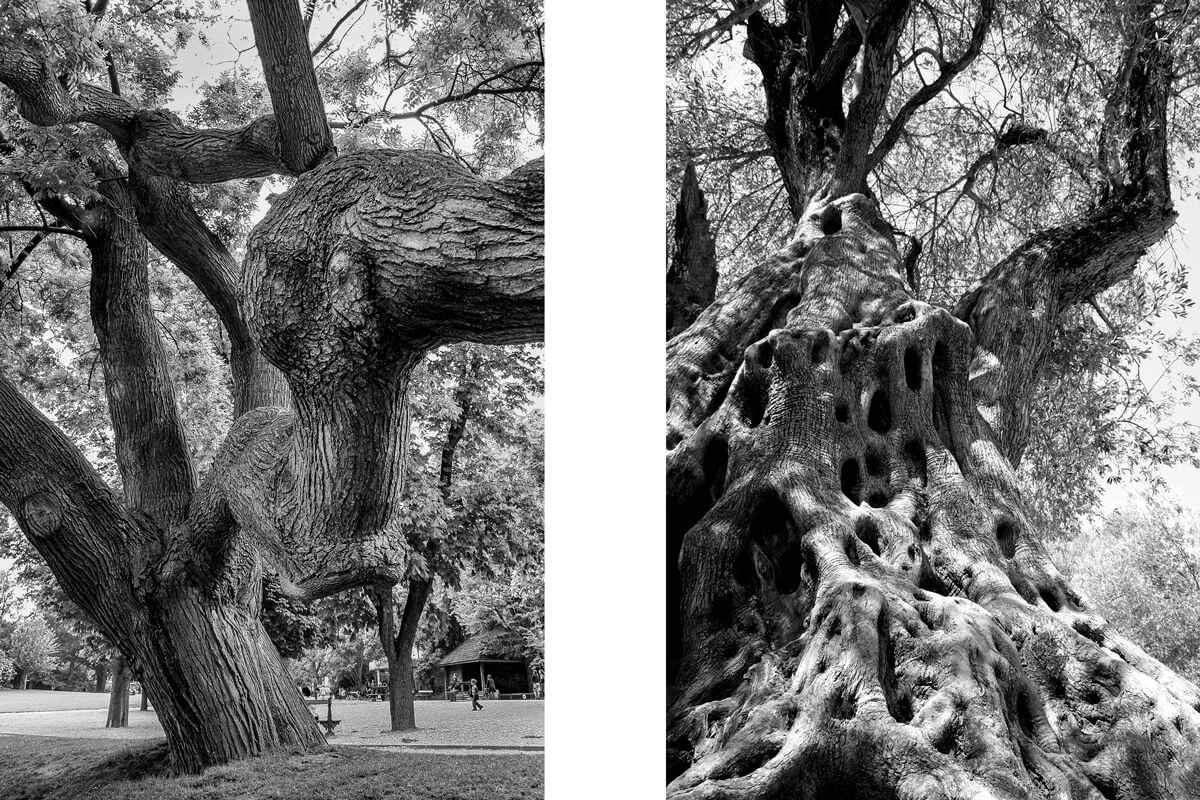 Dyptique Sophora Japonica et Olivier Exposition photos Le Peuple des Arbres