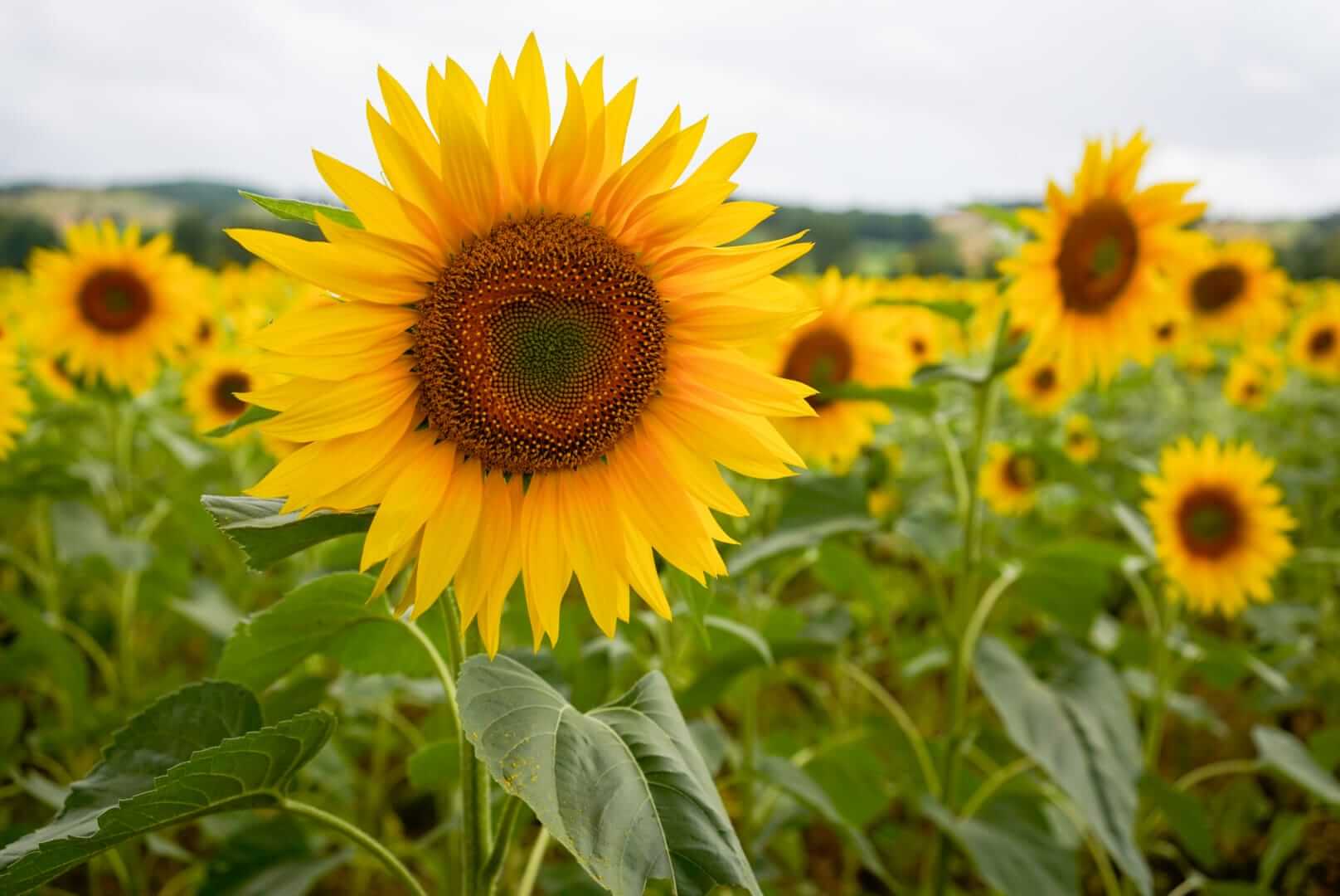 Champ de Tournesols, Hautes-Pyrénées