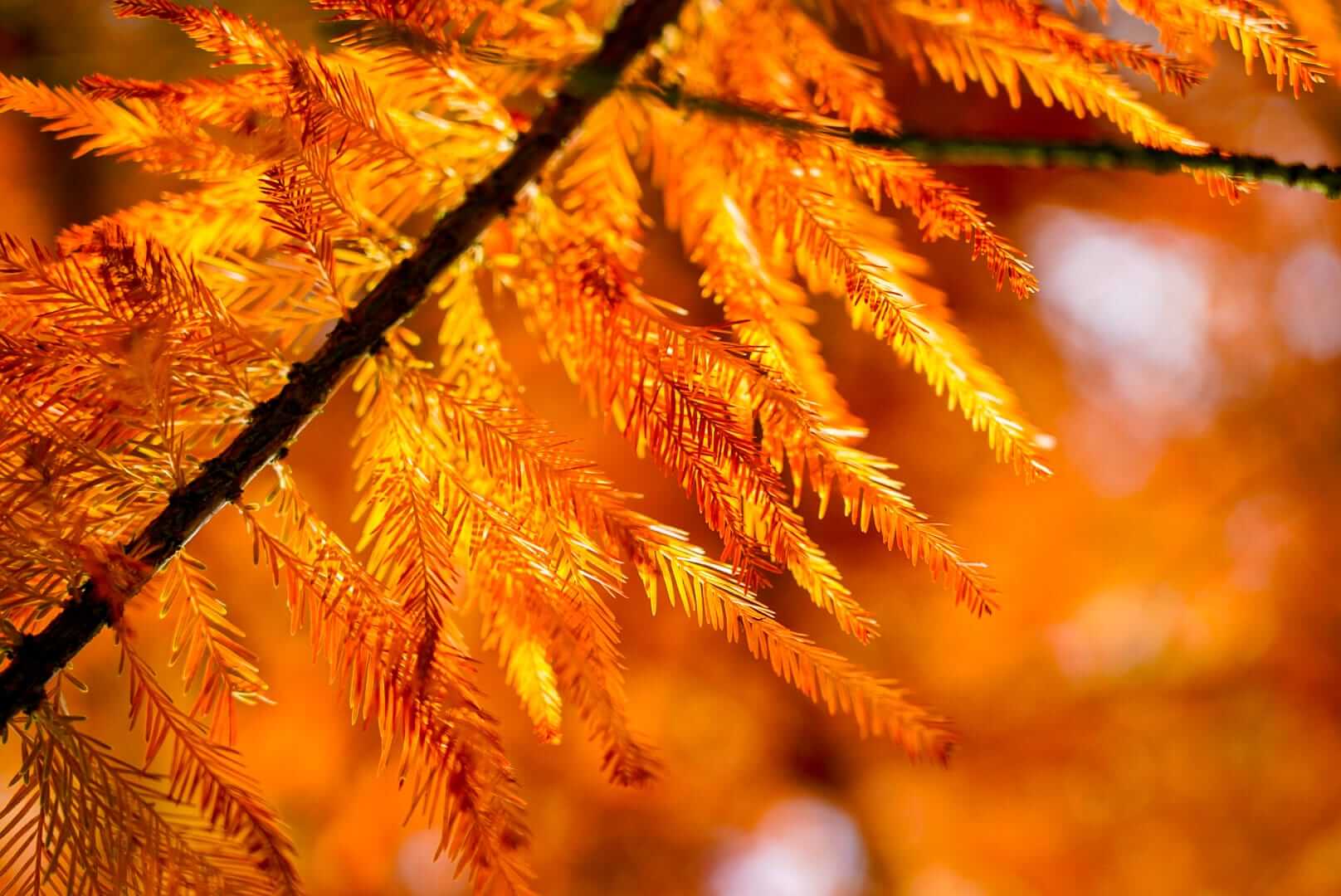 Couleurs d'Automne, Pays de la Loire