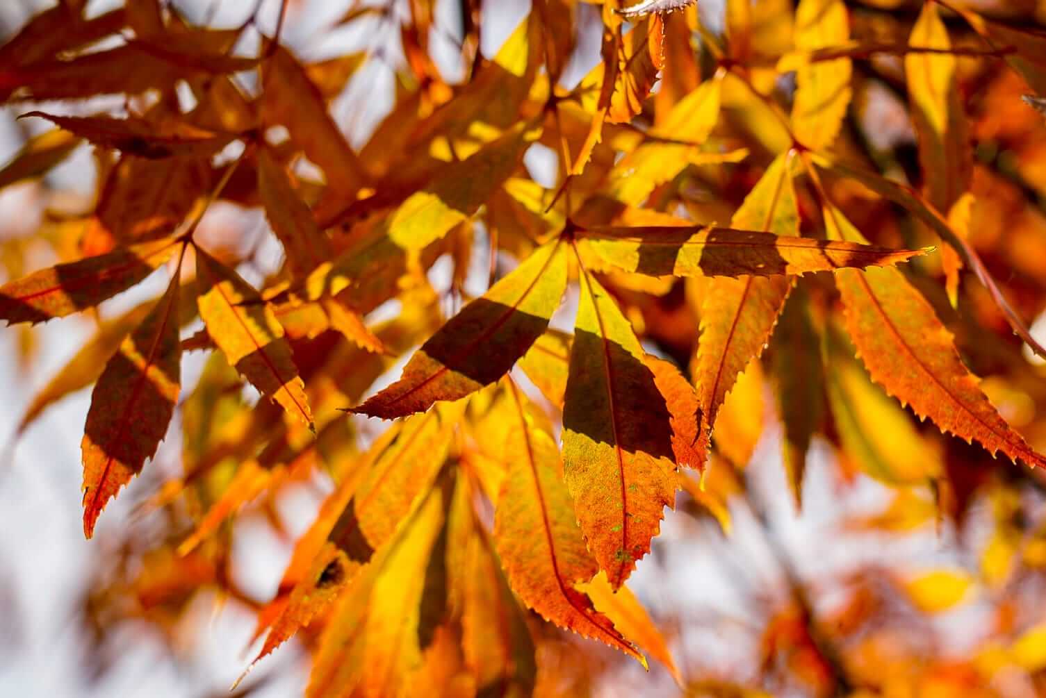 Couleurs d'Automne, Pays de la Loire