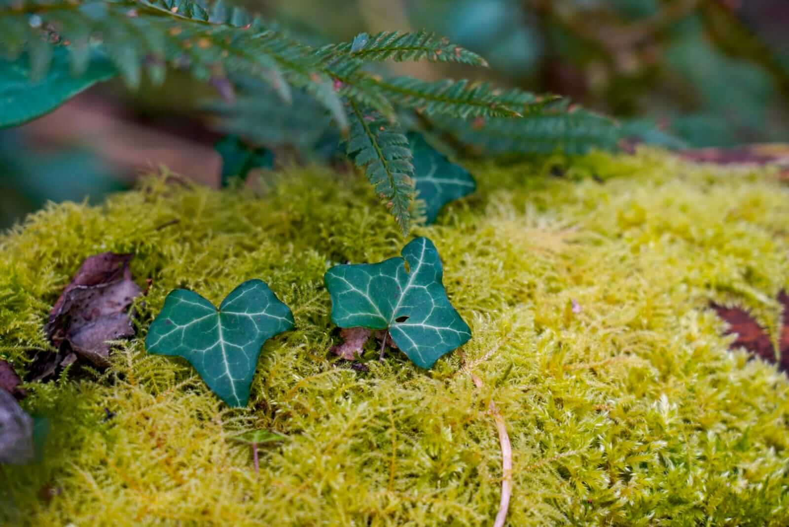 Au coeur de la forêt, Pays de la Loire