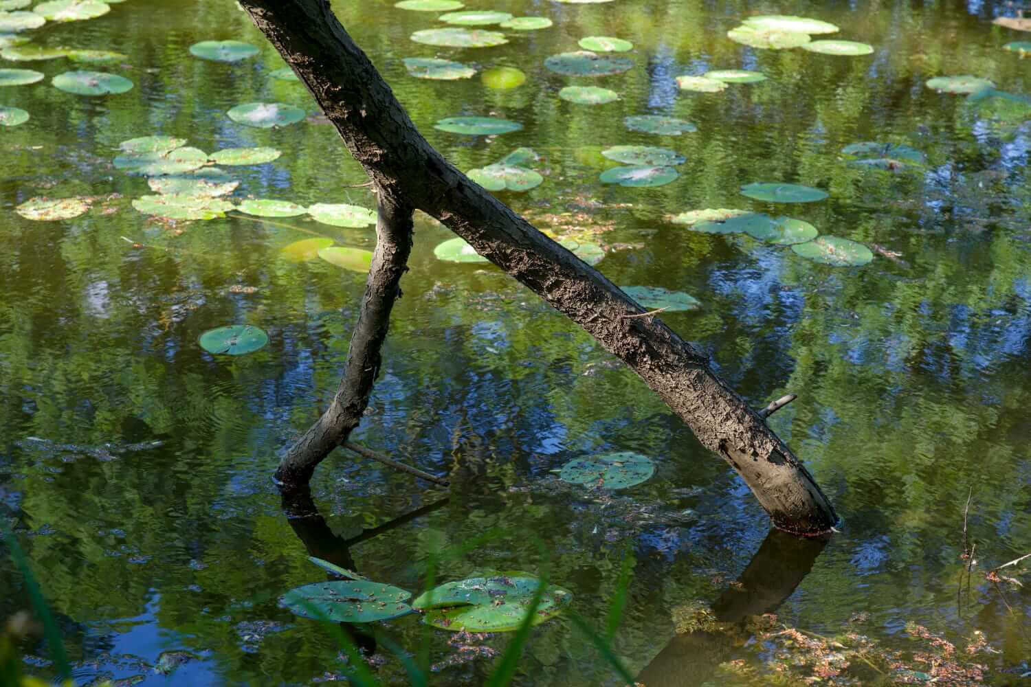 Impressionnisme, Oudon, Pays de la Loire