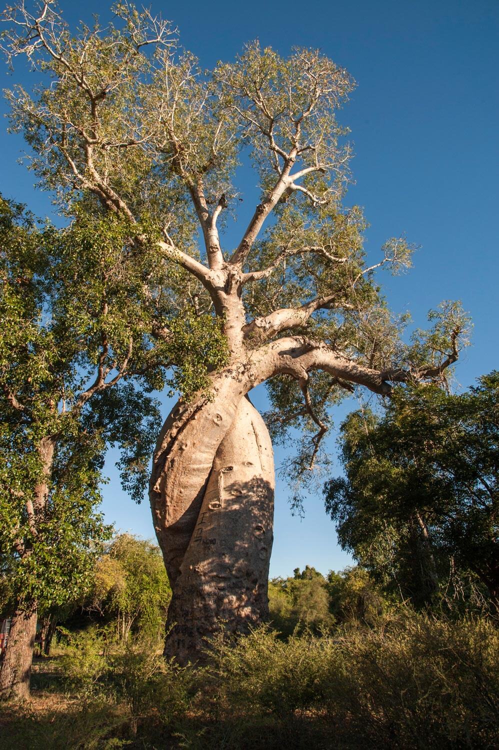 Le baobab amoureux, Morondava, Madagascar