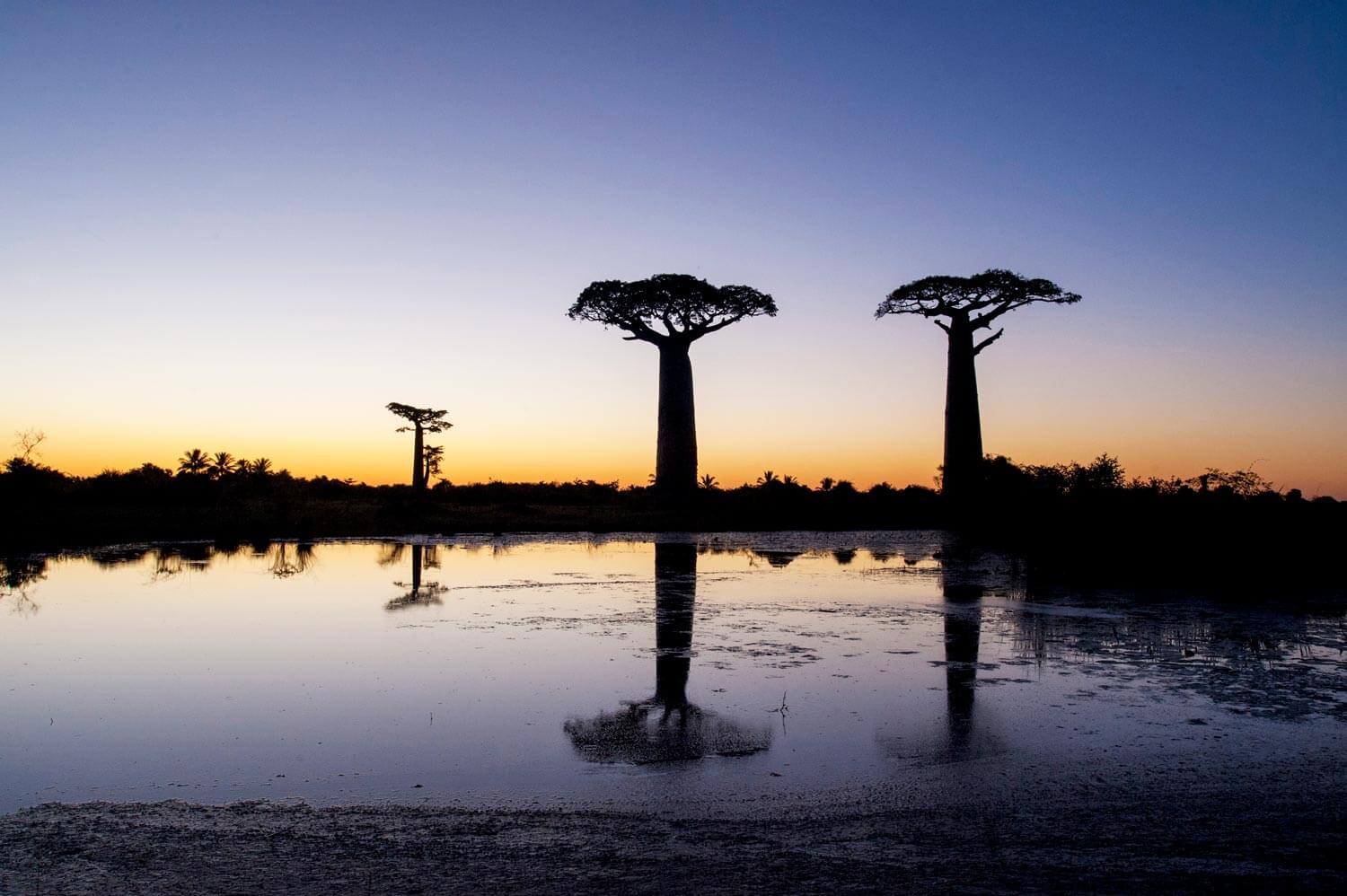 Baobabs à l'heure bleue, Madagascar