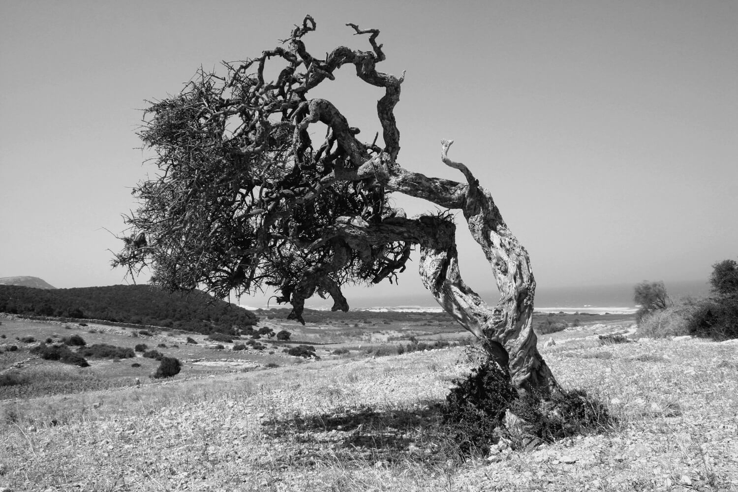 Arbre résilient, Maroc